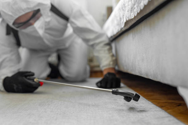 Professional Bed Bug Control technician working in O'Fallon, MO